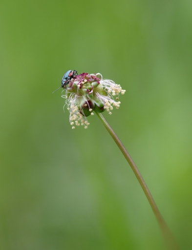 2021-05-24 charlysouho
charlysouho [Macro et proxiphotographie nature] 
