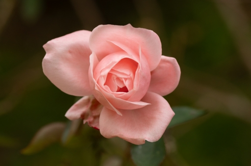 2021-05-30 K1ribou
K1ribou [Flore et botanique]
