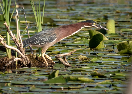 2021-06-07 Charrac
Charrac [Faune sauvage]
