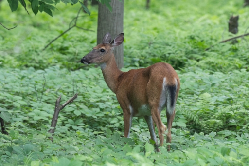 2021-06-22 K1ribou
K1ribou [Faune sauvage]
