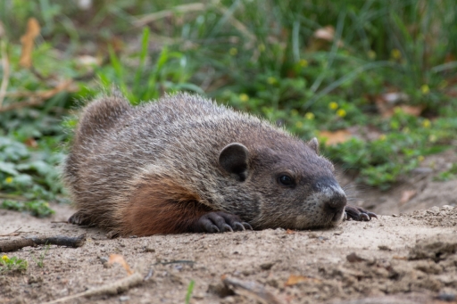 2021-07-13 K1ribou
K1ribou [Faune sauvage]
