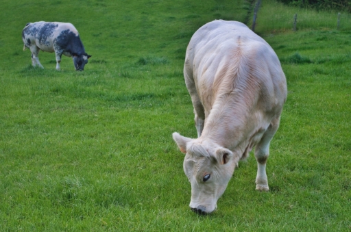 2021-07-19 alfa_delta
alfa_delta [Animaux domestiques ou captifs] 

