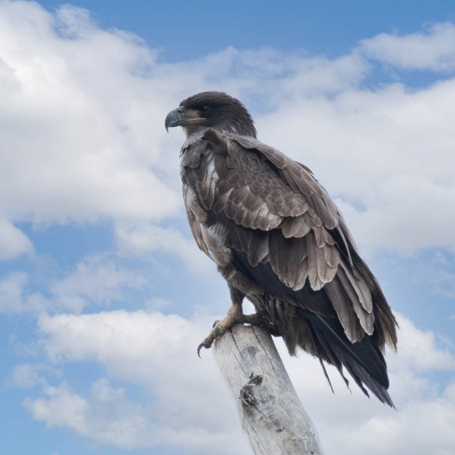 2021-07-27 K1ribou
K1ribou [Faune sauvage]
