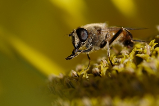 2021-08-15 charlysouho
charlysouho [Macro et proxiphotographie nature] 
