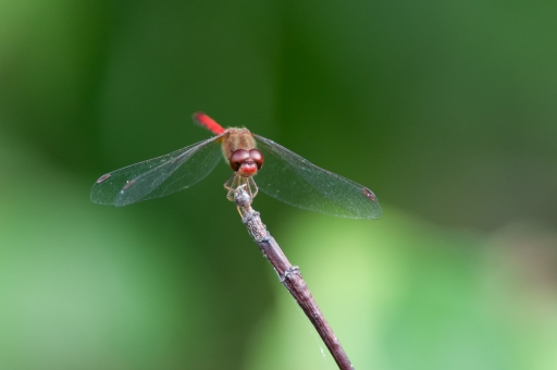 2021-08-31 K1ribou
K1ribou [Macro et proxiphotographie nature] 
