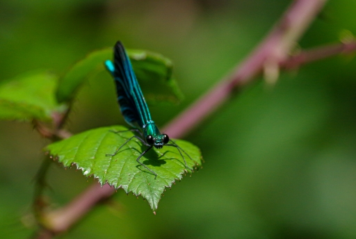 2021-09-27 jagulian
jagulian [Macro et proxiphotographie nature] 
