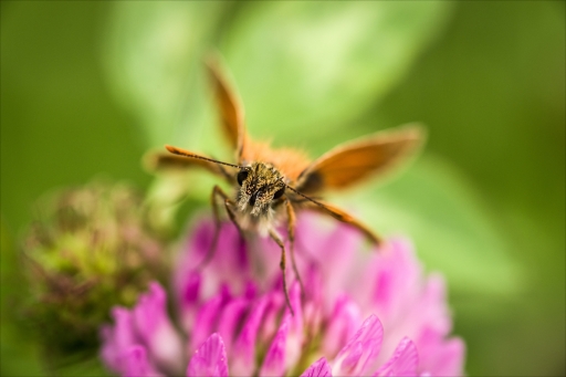 2021-12-23 pierrot73210
pierrot73210 [Macro et proxiphotographie nature] 
