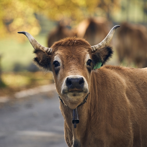 2022-01-18 vinhug
vinhug [Animaux domestiques ou captifs] 
