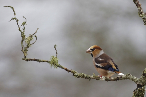 2022-01-25 Mitoufle
Mitoufle [Faune sauvage]
