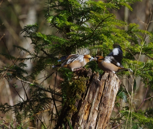 2022-02-08 papy57
papy57 [Faune sauvage]
