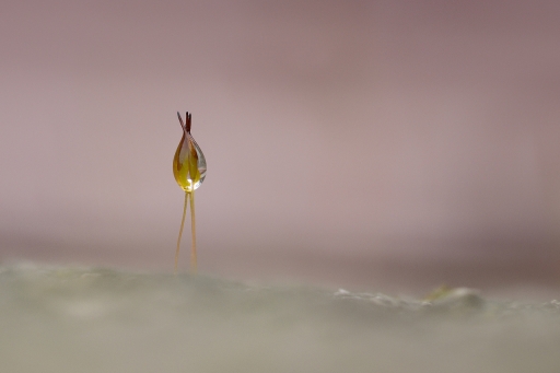 2022-03-22 charlysouho
charlysouho [Flore et Botanique]
