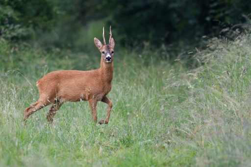 2022-06-13 charlysouho
charlysouho [Faune sauvage]
