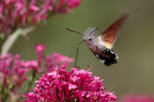 2022-06-21 charlysouho
charlysouho [Macro et proxiphotographie nature] 
