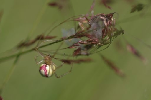 2022-07-18 noa08
noa08 [Macro et proxiphotographie nature] 
