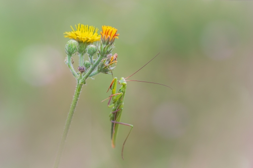 2022-07-23 Opus21
Opus21 [Macro et proxiphotographie nature] 
