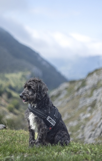 2022-08-29 jagulian
jagulian [Animaux domestiques ou captifs]
