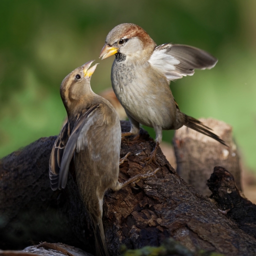 2022-10-31 charlysouho
charlysouho [Faune sauvage]
