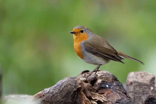 2022-11-02 charlysouho
charlysouho [Faune sauvage]
