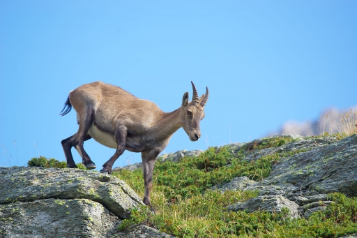 2022-11-15 Dan2
Dan2 [Faune sauvage]
