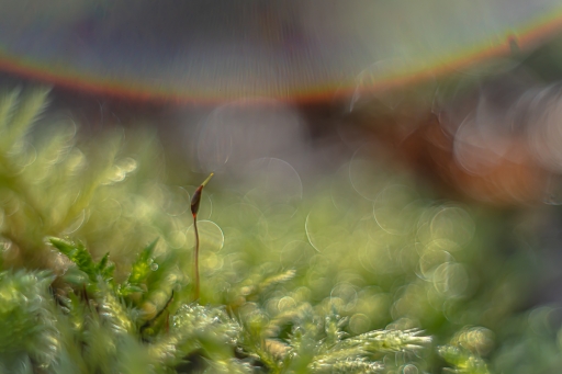 2023-01-09 Opus21
Opus21 [Macro et proxiphotographie nature] 
