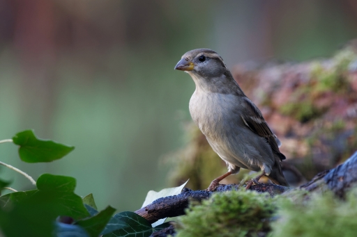 2023-01-10 charlysouho
charlysouho [Faune sauvage]
