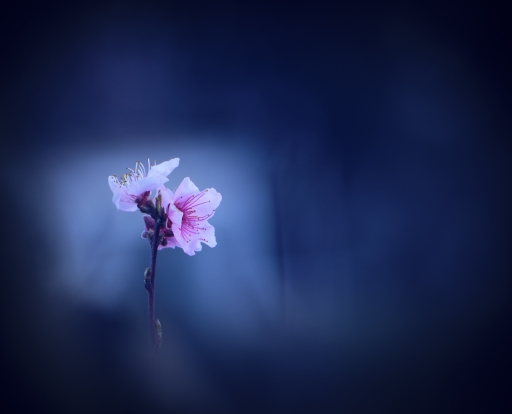 2023-03-27 olilignan
olilignan "Fleurs de pêcher"
