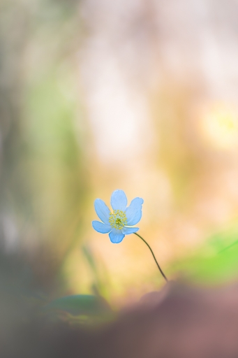 2023-04-10 Opus21
Opus21 "Printemps"
