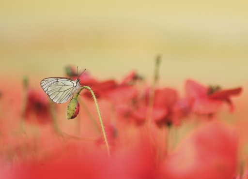 2023-05-12 olilignan
olilignan [Macro et proxiphotographie nature] 
