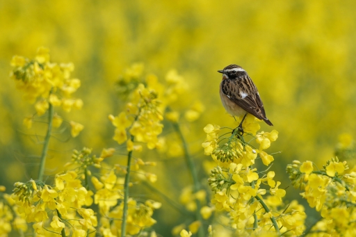 2023-05-13 charlysouho
charlysouho [Faune sauvage]

