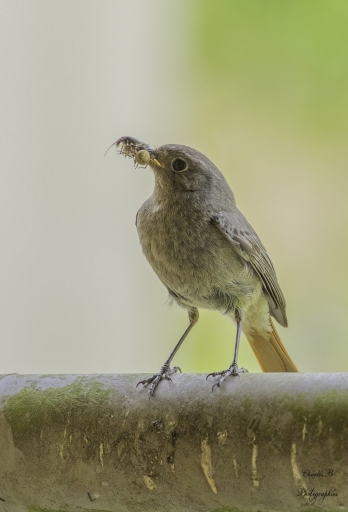 2023-05-23 charbau 
charbau [Faune sauvage]
