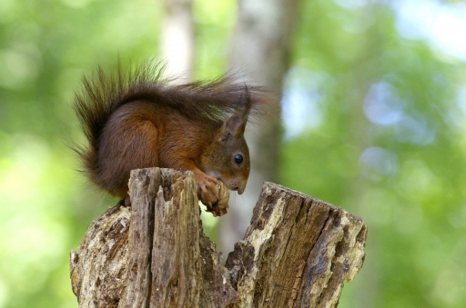 2023-06-13 papy57
papy57 [Faune sauvage]
