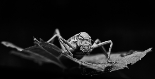 2023-06-20 olilignan
olilignan [Macro et proxiphotographie nature] 
