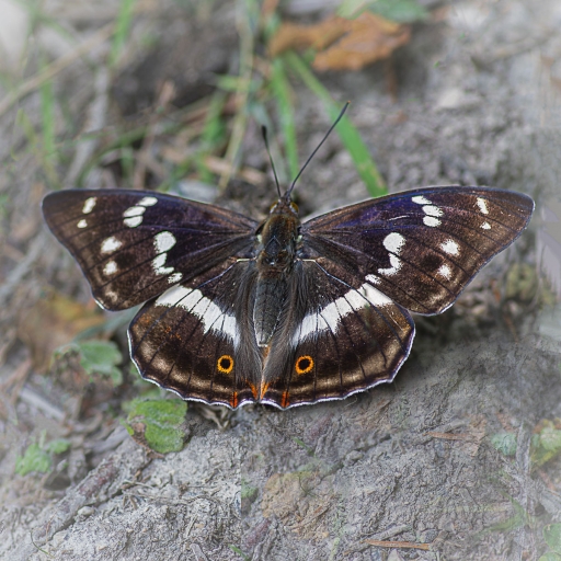 2023-07-10 Opus21 
Opus21 [Macro et proxiphotographie nature] 
