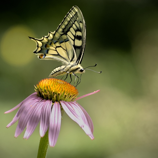 2023-07-25 LeBernard
LeBernard [Macro et proxiphotographie nature] 
