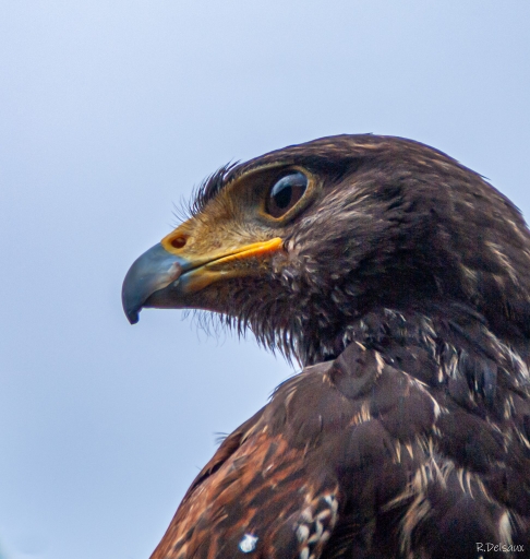 2023-09-11 einstein1976
einstein1976 [Animaux domestiques ou captifs]
