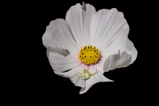 2023-10-16 LeBernard
LeBernard [Macro et proxiphotographie nature] 
