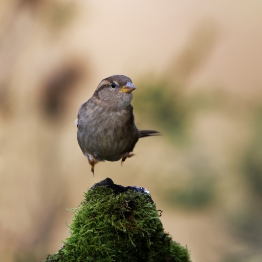 2024-01-08 charlysouho
charlysouho  [Faune sauvage] 
