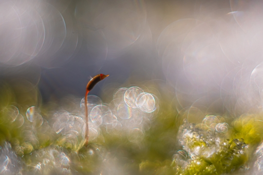 2024-01-15 Opus21
Opus21 [Macro et proxiphotographie nature] 
