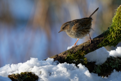 2024-01-22 charlysouho
charlysouho [Faune sauvage] 
