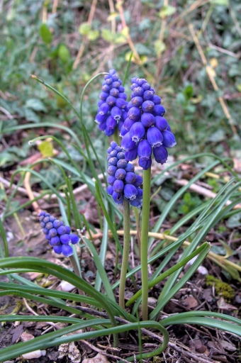 2024-03-18 Kape
Kape [Flore et Botanique] 
