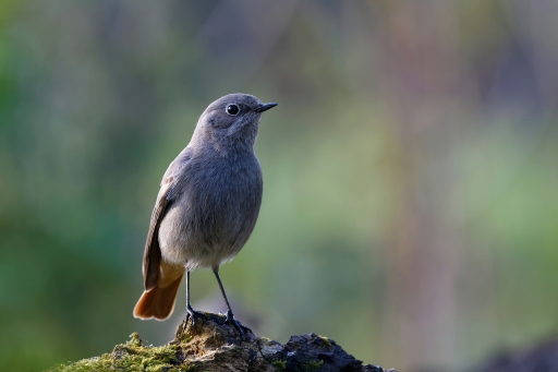 2024-04-01 charlysouho
charlysouho [Faune sauvage]
