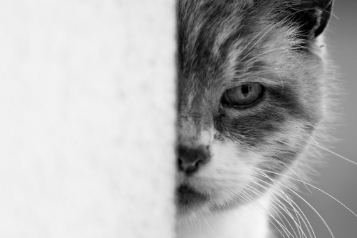 2024-04-08 charlysouho
charlysouho [Animaux domestiques ou captifs]
