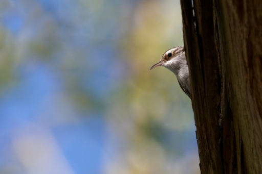 2024-04-29 charlysouho
charlysouho [Faune sauvage] 
