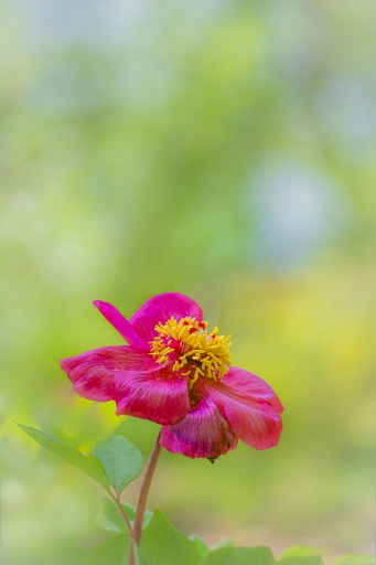 2024-05-20 Opus21
Opus21 [Flore et Botanique]
