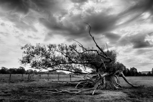 [Septembre 2020] Arbre(s) et ciel
charlysouho "Le vieux saule"
