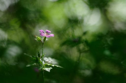 [Mai 2023] Fleur
charlysouho "Robertianum"
