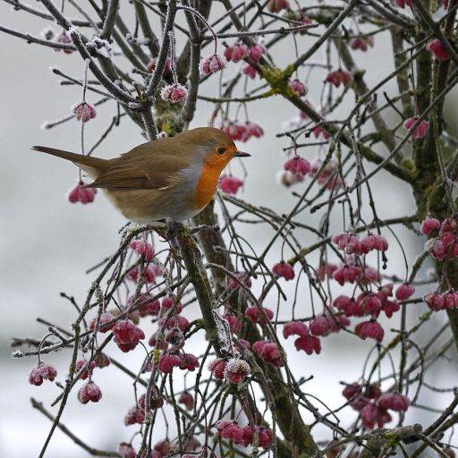 2017-12-04 / charlysouho
charlysouho [Faune sauvage]
