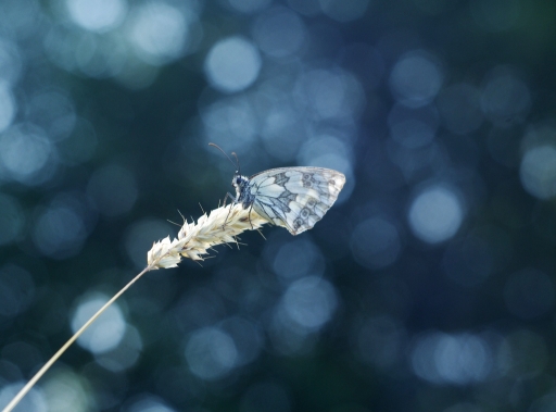 2018-07-01 papy57
papy57 [Macro et proxiphotographie nature]
