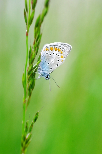 2018-05-21 papy57
papy57 [Macro et proxiphotographie nature]
