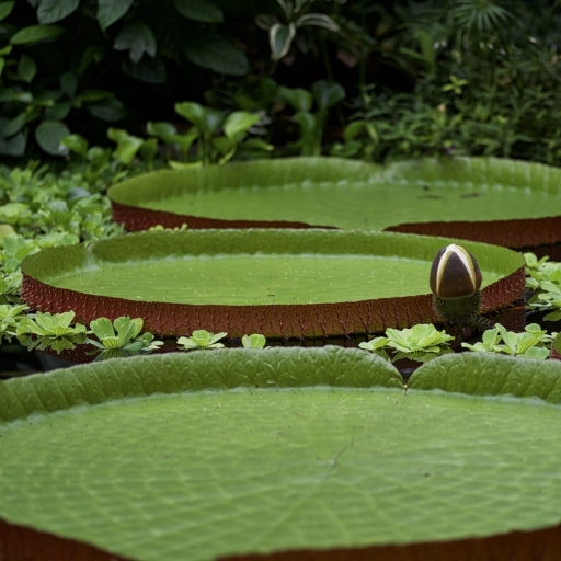 2018-11-20 alfa_delta
alfa_delta [Flore et Botanique]
